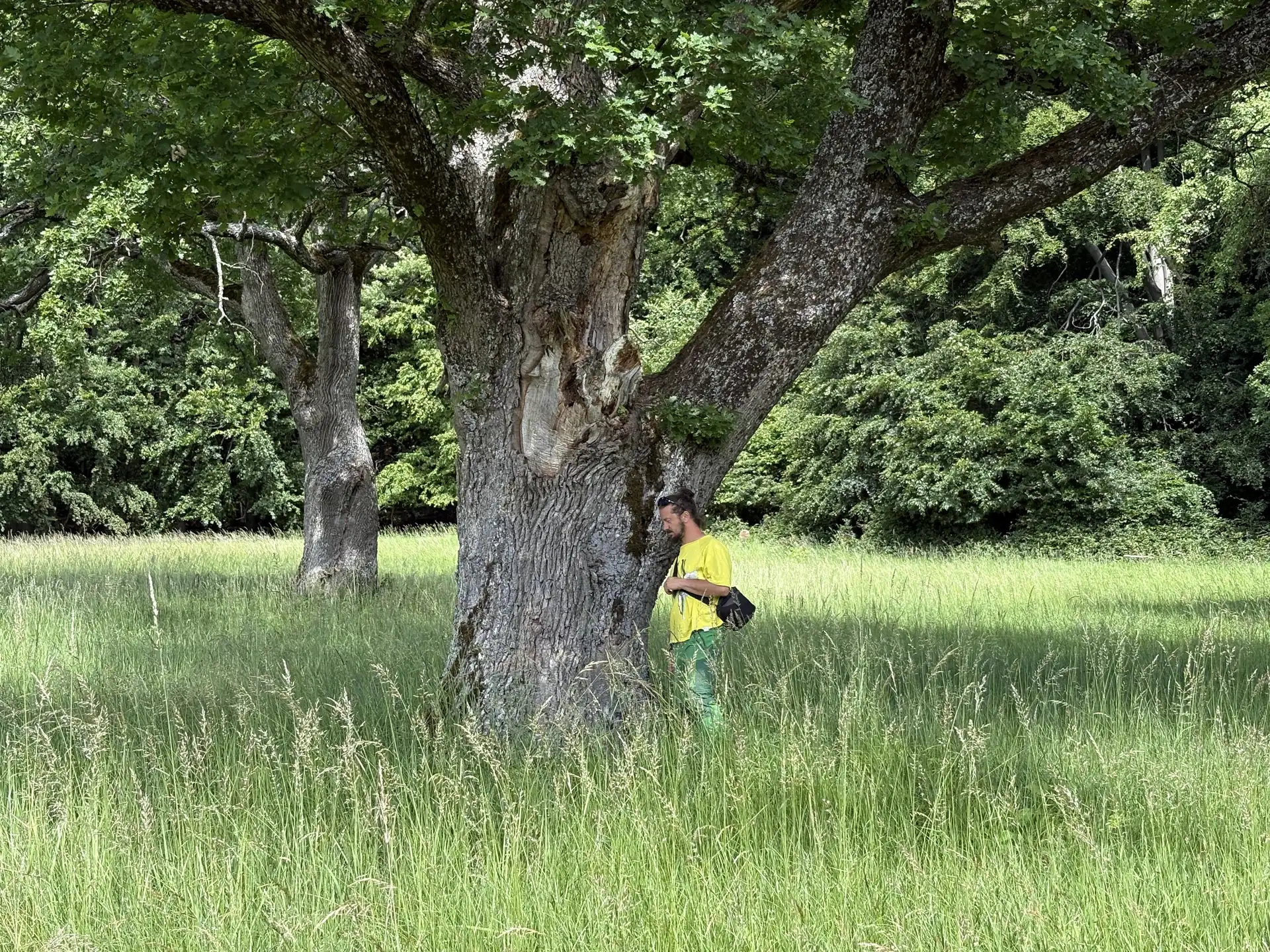 Arborista pri veľkom strome na lúke